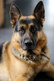 We did not find results for: Pin On German Shepherds