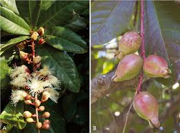 Image result for Scytopetalum pierreanum