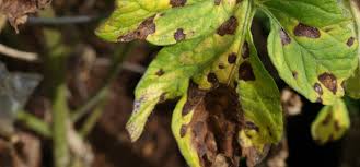 Image result for Septoria leaf spot of tomato