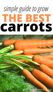 A Beginner S Guide To Growing Carrots In The Vegetable Garden Growing Carrots Growing Carrots From Seed Planting Carrots Seeds