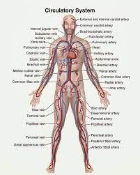 In the organs both arteries and veins divide to form arterioles and venules respectively. 51 Arteries And Veins Ideas In 2021 Anatomy And Physiology Medical Knowledge Medical Anatomy