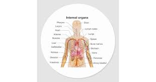 major internal organs in the human body chart classic round sticker zazzle com