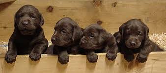 Chocolate and golden labrador pups for sale. Kathy S Labrador Retriever Puppies In Arroyo Grande Ca