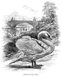 Baby Swan Clipart Black And White Swans At The Park Vintage Swan Clip Art Black And White Illustration Vintage Bird Printable Na Vintage Illustration Clip Art Vintage Victorian Illustration