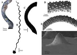 Image result for Anthericopsis