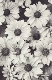 Black And White Cartoon Images Of Flowers Black And White Wallpaper Iphone Sunflower Wallpaper Cartoon Flowers