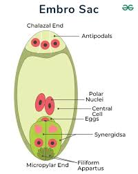 Why Is An Angiospermic Embryo Sac Called 8-Nucleated And 7-Celled  Structure? - Quora