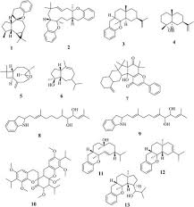 Image result for Uvaria tanzaniae