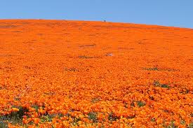 We did not find results for: Yucca And Poppies Picture Of Antelope Valley California Poppy Reserve Lancaster Tripadvisor