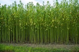 Image result for Corchorus olitorius