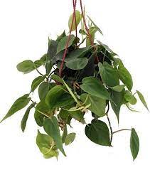 Heart Leaf Philodendron Easiest House Plant To Grow 6 Hanging Basket Heart Leaf Philodendron Hanging Plants Easy House Plants