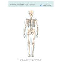 A dense fibrous membrane covering the surface of bones (except at their extremities) and serving as an attachment for tendons and muscles. Skeletal System Diagram Types Of Skeletal System Diagrams Examples More