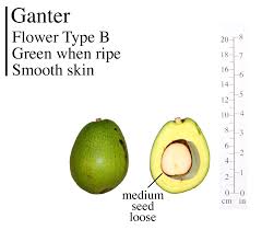 Image result for Avocado Dark 1969 Tappan