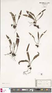 Image result for Elaphoglossum acrostichoides