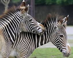 Veřejnosti byla zoo o velikosti 6,5 ha otevřena 9. Safari Park Dvur Kralove