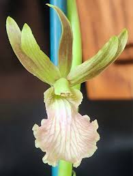 Image result for Eulophia caricifolia