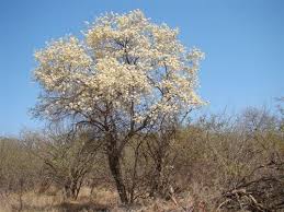 Vergleichen sie pom pom camp mit anderen camps & lodges in botswana. 8 Beautiful Indigenous Trees For A Small Garden Sprout Landscapes