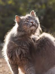 46 Pics 5 Stray Cats Live Around A Church In Tbilisi Catloverjes Stray Cat Cats Cute Cats
