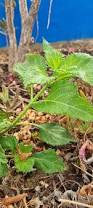 Image result for Urtica massaica