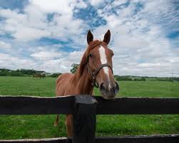 Senior programs, aging services, community centers, global lex, family care center, sister cities and information for families with children. Horse Farm Tour In The Horse Capital Of The World Where I Ve Been