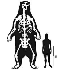 The vermont teddy bear company (vtb) is one of the largest producers of teddy bears and the largest seller of teddy bears by mail order and internet.the company handcrafts each of its teddy bears and produces almost 500,000 teddy bears each year. Demythologizing Arctotherium The Biggest Bear Ever Wired