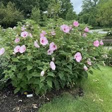 Image result for Hibiscus mechowii