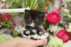 Big almond eyes make munchkin's muzzle look childishly innocent and sweet. Rug Huggers Kittens Rug Hugger Persian Kittens Eternal Kittensuperior Quality Persian Himalayan Kittens For Sale In A Rainbow Of Colors In Business For 32 Years