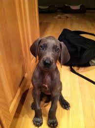 Bella My 7 Week Old Blue Great Dane Puppy She S Adorable Great Dane Puppy Dane Puppies Great Dane Dogs