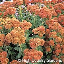 We did not find results for: Sedum Autumn Joy Showy Stonecrop High Country Gardens
