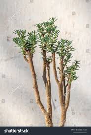 Image result for Crassula sarcocaulis