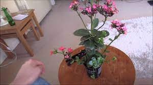 Tidying Up My Kalanchoe Youtube