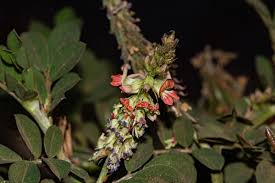 Image result for Indigofera spicata