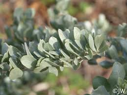 Image result for Atriplex