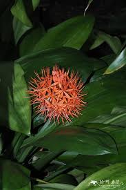 Image result for Scadoxus cinnabarinus
