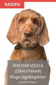 Pin Auf Hunde Rassen