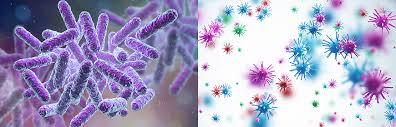 The word is from the latin ''virus'' referring to poison and other noxious substances, first used in english in 1392. Che Differenze Ci Sono Tra Batteri E Virus Video