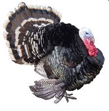 Most bronze turkeys exhibit domestic traits such as heavier legs than wild birds, lighter the standard bronze is lighter and can breed naturally but it is still heavier at younger. Murray Mcmurray Hatchery Standard Bronze Turkeys