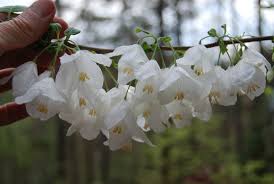 Image result for Halesia