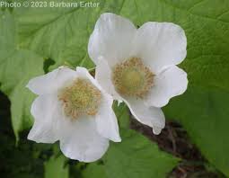 Image result for Rubus pinnatus