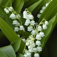 They are insanely small so you need lots of them to make it look like. Lily Of The Valley Flowers Wholesale Blooms By The Box