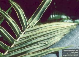 Image result for Pteris burtonii