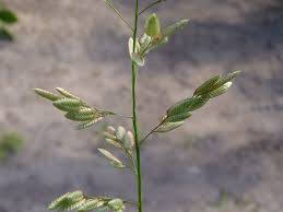 Image result for Eragrostis unioloides
