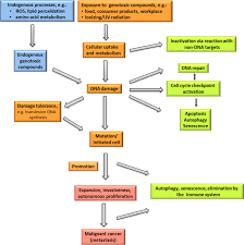 Mode Of Action Based Risk Assessment Of Genotoxic Carcinogens Springerlink