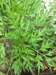 The most common method of preparation is decoction (54%), followed by this article compiles species of fruit plants in malaysia that can be used as a reference in environmental impact assessment and conservation of. Malaysian Medicinal Herb Has Anti Diabetic Properties