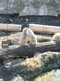The latest tweets from @uenozoogardens 2017æ±äº¬å¥³å­è¼•æ—…è¡Œ ä¸Šé‡Žå‹•ç‰©åœ'åˆæŽ¢éšª åŒ—æ¥µç†Šæœ¬äººå¥½å¤§å¥½å¯æ„›å¥½æƒ³å¸¶å›žå®¶ æ'©è‰¾çš„ç«¥è¶£é‡Žé¤å¡¾