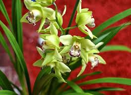Il loro colore va dal verde chiaro al verde scuro intenso, con numerose varietà che presentano variegature più o meno marcate di giallo o di bianco, così come si ritrovano foglie rosse nelle specie decidue, che danno un tocco di luce molto suggestivo in qualunque giardino. Orchidea Cura Orchidee Come Curare L Orchidea