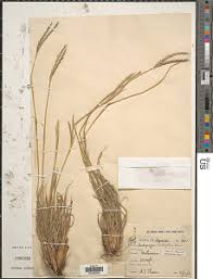 Image result for Andropogon canaliculatus