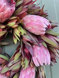 Image result for Protea rupestris
