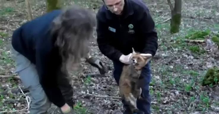 Cotswold Hunt suspended after fox is buried alive in a sack - Protect the Wild