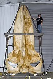 Growing up to 98 feet (30 meters) and weighing up to 173 tons (157,000 kgs). Blue Whale Wikipedia